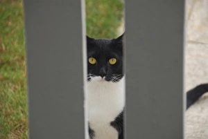 USA, Oregon, Portland. Cat looking through yard fence USA, Oregon, Portland. Cat looking through yard fence