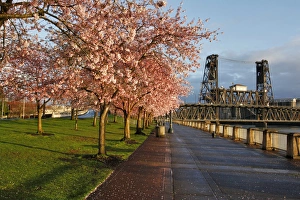USA, Oregon, Portland. Cherry trees in bloom at sunrise USA, Oregon, Portland. Cherry trees in bloom at sunrise