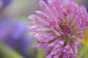 USA, Oregon, Portland. Close-up of pink clover bloom. Credit as: Steve Terrill / USA, Oregon, Portland. Close-up of pink clover bloom. Credit as: Steve Terrill /