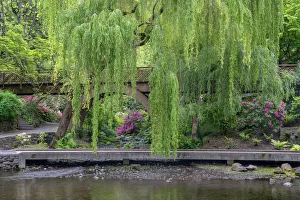 Weeping Willow Gallery: USA; Oregon; Portland; Crystal Springs Rhododendron Garden; Weeping willow above small creek