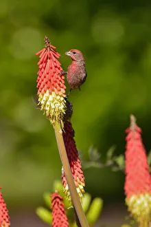 USA, Oregon, Portland. House finch on torch flower USA, Oregon, Portland. House finch on torch flower