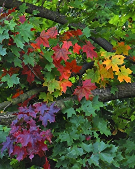 USA, Oregon, Portland. Sugar maple tree scenic USA, Oregon, Portland. Sugar maple tree scenic