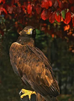 USA, Oregon. Portrait of red-tailed hawk. Credit as: Steve Terrill / Jaynes Gallery USA, Oregon. Portrait of red-tailed hawk. Credit as: Steve Terrill / Jaynes Gallery
