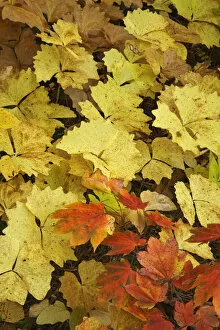 Images Dated 22nd October 2008: USA, Oregon, Rogue River National Forest. Assortment of leaves on forest floor. Credit as