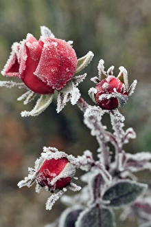 USA, Oregon. Roses draped with frost. Credit as: Steve Terrill / Jaynes Gallery USA, Oregon. Roses draped with frost. Credit as: Steve Terrill / Jaynes Gallery
