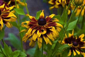 USA, Oregon. Rudbeckia hirta Cherokee Sunset Credit as: Jean Carter / Jaynes USA, Oregon. Rudbeckia hirta Cherokee Sunset Credit as: Jean Carter / Jaynes
