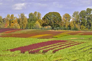 USA, Oregon, Sauvie Island. Rows of crops on farm USA, Oregon, Sauvie Island. Rows of crops on farm