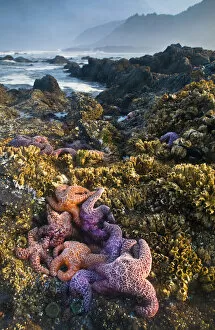 USA, Oregon, Strawberry Hill. Starfish exposed at low morning tide on coast