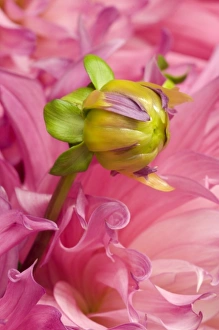USA, Oregon, Swan Island, Bud Sprouting From Dahlia USA, Oregon, Swan Island, Bud Sprouting From Dahlia