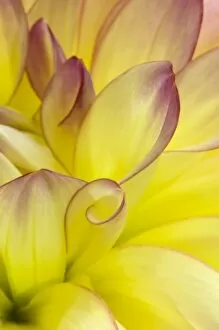 Images Dated 28th August 2006: USA, Oregon, Swan Island, Yellow Dahlia Close-up. Credit as: Nancy Rotenberg / Jaynes