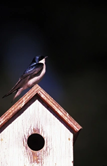 USA, Oregon. Tree swallow (Tachycineta bicolor) at backyard nesting box USA, Oregon. Tree swallow (Tachycineta bicolor) at backyard nesting box
