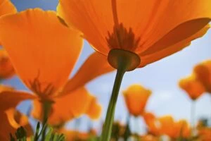 Images Dated 3rd July 2005: USA, Oregon, Willamette Valley, Close UP of California Poppy With Blue Sky