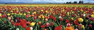 Bloomed Gallery: USA, Oregon, Willamette Valley. USA, Oregon, Willamette Valley. A tulip field in