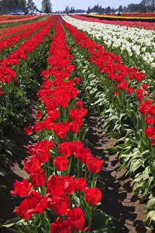 USA, Oregon, Woodburn, Wooden Shoe Tulip Farm, tulips at the tulip festival USA, Oregon, Woodburn, Wooden Shoe Tulip Farm, tulips at the tulip festival