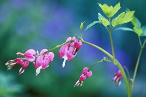 Images Dated 9th May 2009: USA, Pennsylvania. Bleeding heart flowers in garden