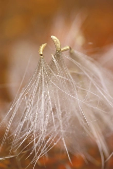 USA, Pennsylvania. Close-up of dandelion seedheads USA, Pennsylvania. Close-up of dandelion seedheads
