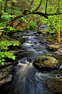 USA, Pennsylvania, Dingmans Ferry, Childs Park Dingmans Creek. Creek flows through forest