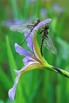 Images Dated 9th May 2009: USA, Pennsylvania. Two dragonflies on iris flower