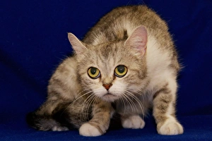 USA, Pennsylvania, Erie. Shy Humane Society cat USA, Pennsylvania, Erie. Shy Humane Society cat