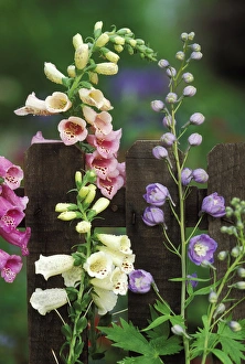 Images Dated 9th May 2009: USA, Pennsylvania. Foxglove and delphinium on fence