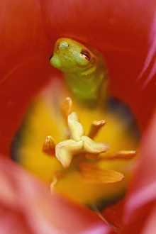 USA, Pennsylvania. Frog inside tulip. Credit as: Nancy Rotenberg / Jaynes Gallery USA, Pennsylvania. Frog inside tulip. Credit as: Nancy Rotenberg / Jaynes Gallery