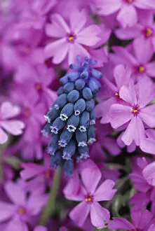 Images Dated 11th March 2007: USA, Pennsylvania. Grape hyacinth and phlox flowers in garden