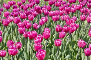 USA, Pennsylvania, Kennett Square. Pink tulips USA, Pennsylvania, Kennett Square. Pink tulips