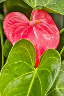 USA, Pennsylvania, Kennett Square. Red anthurium USA, Pennsylvania, Kennett Square. Red anthurium