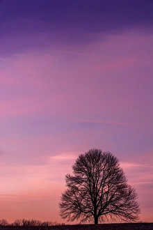 USA, Pennsylvania, King of Prussia. Tree silhouette at sunrise USA, Pennsylvania, King of Prussia. Tree silhouette at sunrise