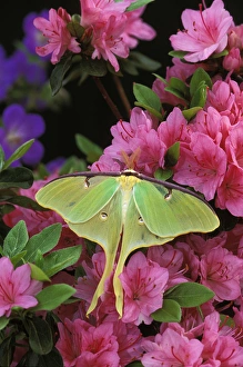 Images Dated 9th May 2009: USA, Pennsylvania. Luna moth on pink clematis