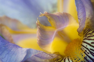 USA, Pennsylvania. Macro of iris flower interior. Credit as: Nancy Rotenberg / Jaynes USA, Pennsylvania. Macro of iris flower interior. Credit as: Nancy Rotenberg / Jaynes