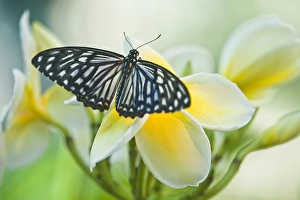 USA, Pennsylvania. Swallowtail butterfly on flower USA, Pennsylvania. Swallowtail butterfly on flower