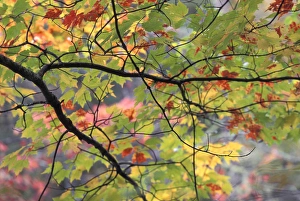 USA, Pennsylvania. Tree branch in autumn light USA, Pennsylvania. Tree branch in autumn light