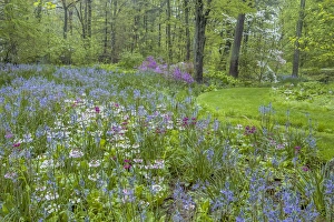 USA, Pennsylvania, Wayne, Chanticleer Garden. Blooming flowers in spring garden. Credit as USA, Pennsylvania, Wayne, Chanticleer Garden. Blooming flowers in spring garden. Credit as