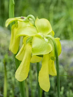 USA, Pennsylvania. The yellow flowers of the pitcher plant, Sarracenia, a carnivorous USA, Pennsylvania. The yellow flowers of the pitcher plant, Sarracenia, a carnivorous