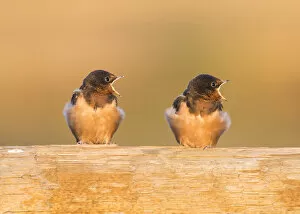 Images Dated 14th September 2014: USA, Red Rock Lakes National Wildlife Refuge, Barn Swallow fledglings begging for food