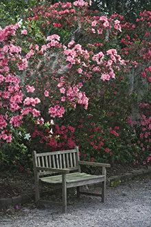 Images Dated 15th March 2008: USA, South Carolina, Charleston. A weathered wooden bench under azalea bushes