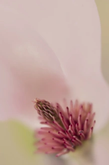 USA, South Carolina, Charleston. Magnolia flower detail USA, South Carolina, Charleston. Magnolia flower detail