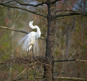 USA, South Carolina, Magnolia Gardens, Audubon Swamp. Great egret in breeding plumage USA, South Carolina, Magnolia Gardens, Audubon Swamp. Great egret in breeding plumage