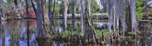 USA, South Carolina, Magnolia Plantation. Baldcypress and azalea are the main foliage USA, South Carolina, Magnolia Plantation. Baldcypress and azalea are the main foliage