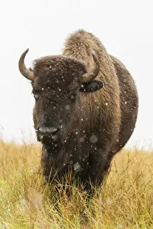 Images Dated 10th September 2014: USA, South Dakota, Custer State Park. Bison and snowflakes