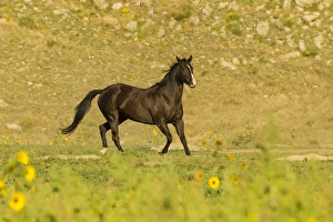 USA, South Dakota, Wild Horse Sanctuary. Wild horse in field USA, South Dakota, Wild Horse Sanctuary. Wild horse in field
