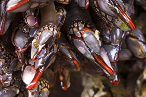 USA, Strait of Juan de Fuca, Washington. Red-lipped Goose Barnacles in intertidal at USA, Strait of Juan de Fuca, Washington. Red-lipped Goose Barnacles in intertidal at