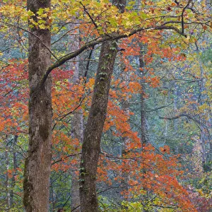 USA, Tennessee. Forest scenic in autumn. Credit as: Don Paulson / Jaynes Gallery / DanitaDelimont USA, Tennessee. Forest scenic in autumn. Credit as: Don Paulson / Jaynes Gallery / DanitaDelimont