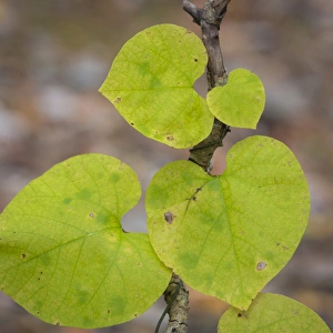 USA, Tennessee. Heart-shaped vine leaves. Credit as: Don Paulson / Jaynes Gallery / DanitaDelimont USA, Tennessee. Heart-shaped vine leaves. Credit as: Don Paulson / Jaynes Gallery / DanitaDelimont