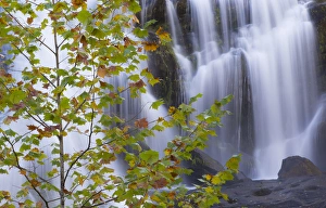 USA, Tennessee. Maple tree and Bald Creek Falls USA, Tennessee. Maple tree and Bald Creek Falls