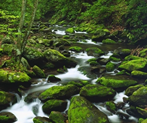 USA, Tennessee, A moss covered stream in The Great Smoky Mountains USA, Tennessee, A moss covered stream in The Great Smoky Mountains