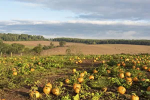 USA, Tennessee. Pumpkin patch and agricultural fields wiyh hay bales in morning light USA, Tennessee. Pumpkin patch and agricultural fields wiyh hay bales in morning light