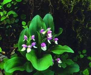 USA; Tennessee; Showy Orchis Wildflowers in Great Smoky Mountain National Park USA; Tennessee; Showy Orchis Wildflowers in Great Smoky Mountain National Park