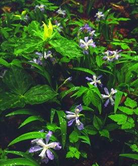 USA; Tennessee; Trillium and Iris Wildflowers in Great Smoky Mountain National Park USA; Tennessee; Trillium and Iris Wildflowers in Great Smoky Mountain National Park